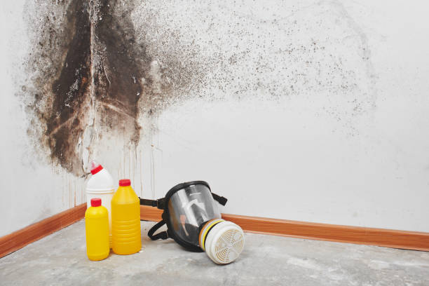 Mold Removal Process in Olga, FL