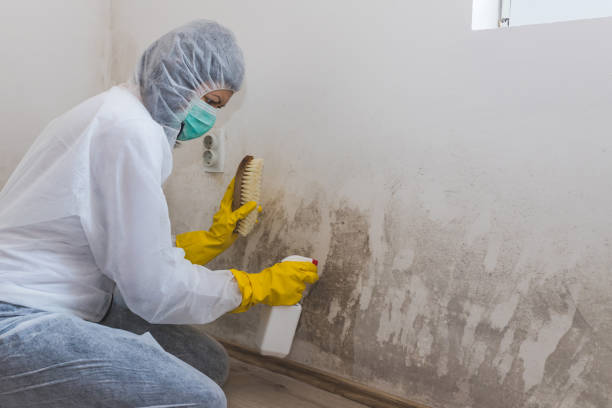 Professional Mold Removal in Olga, FL